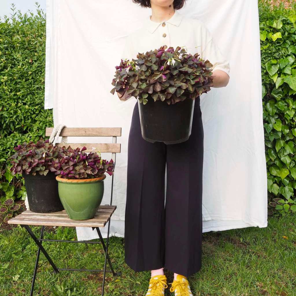 The annual oxalis triangularis&nbsp;update