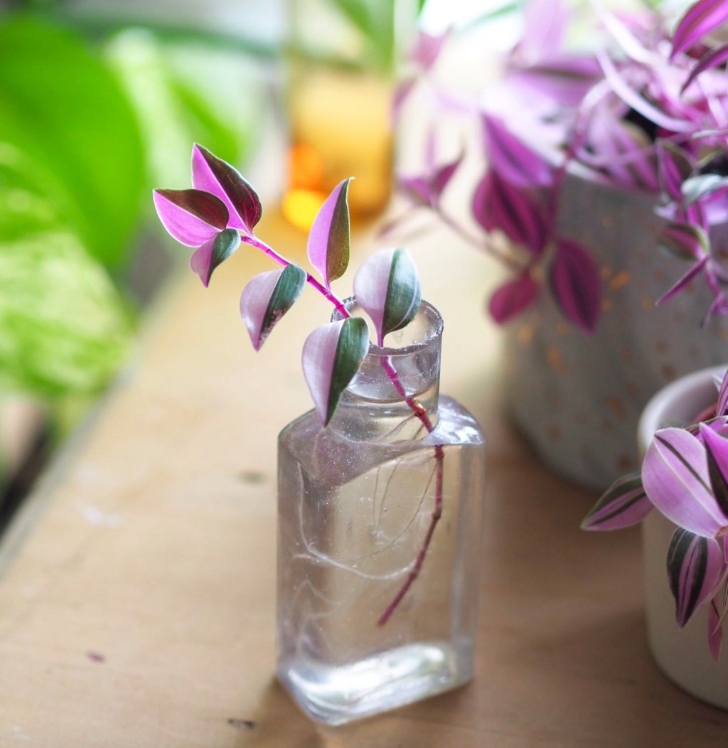 A mindful approach to keeping&nbsp;houseplants