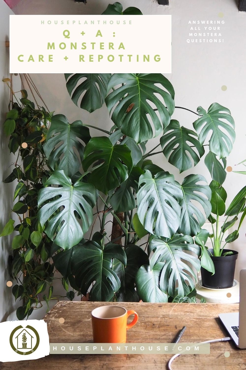 monstera q+a