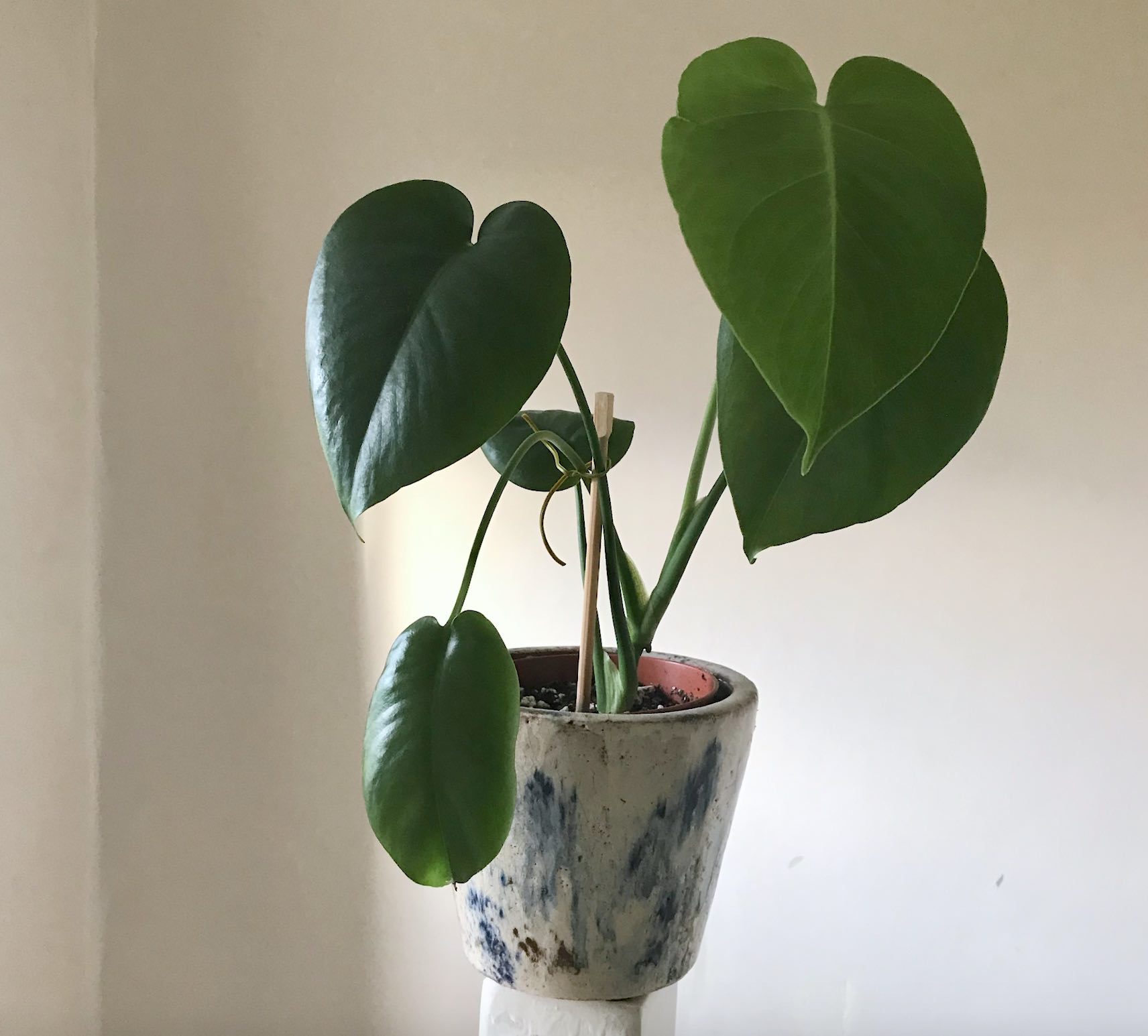 monstera1