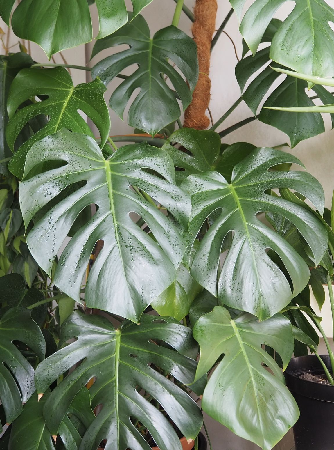 monstera3