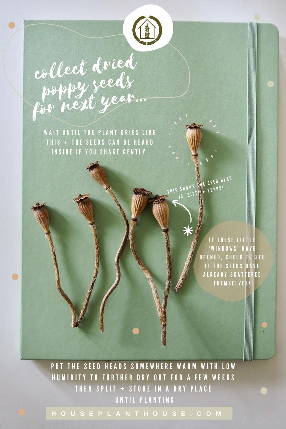 poppy seed heads (1)