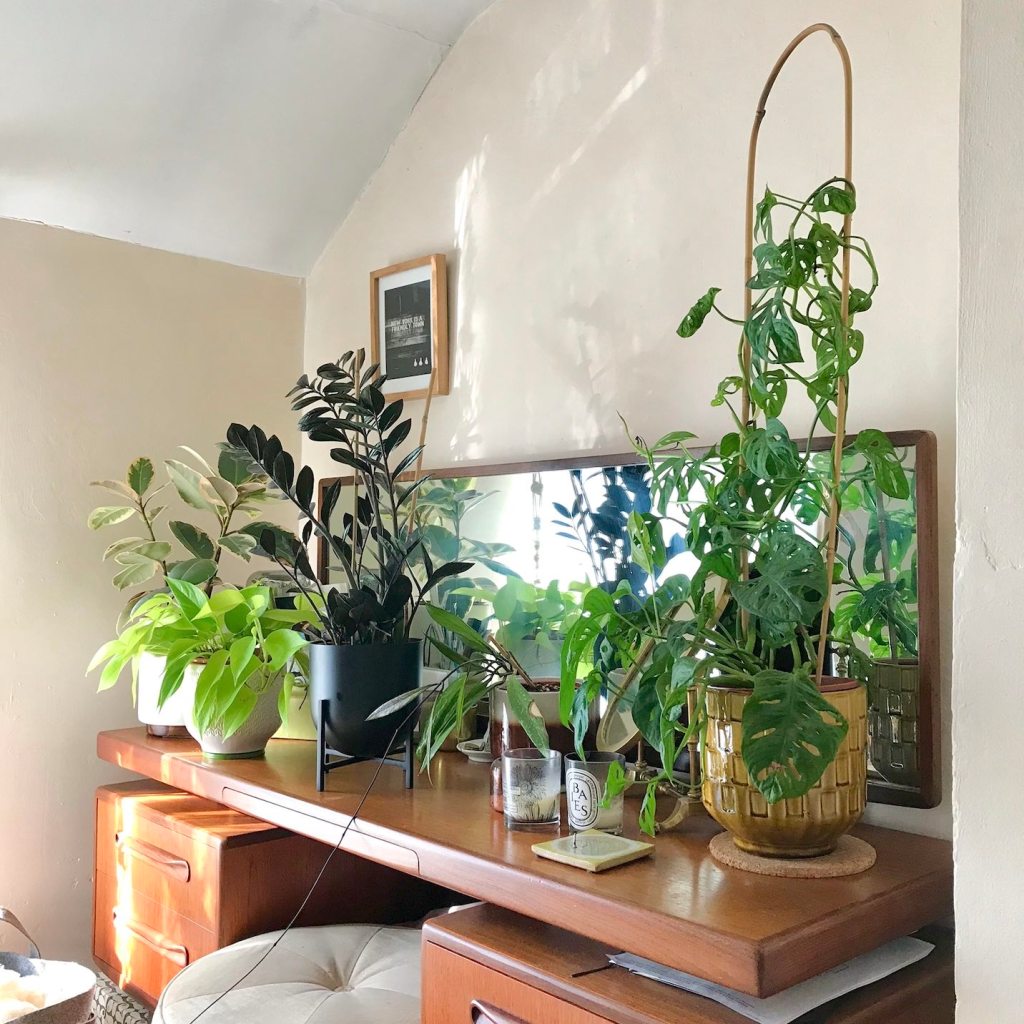 A HPH guide to…Getting your houseplants ready for&nbsp;Autumn