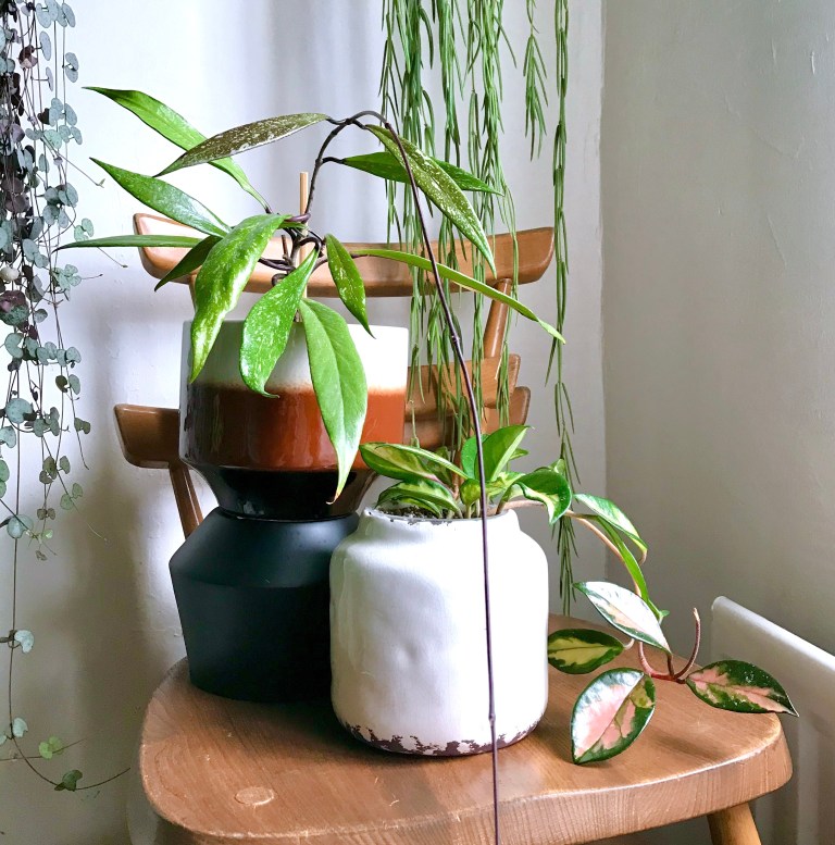 A complete Hoya Care Guide – HOUSE PLANT HOUSE