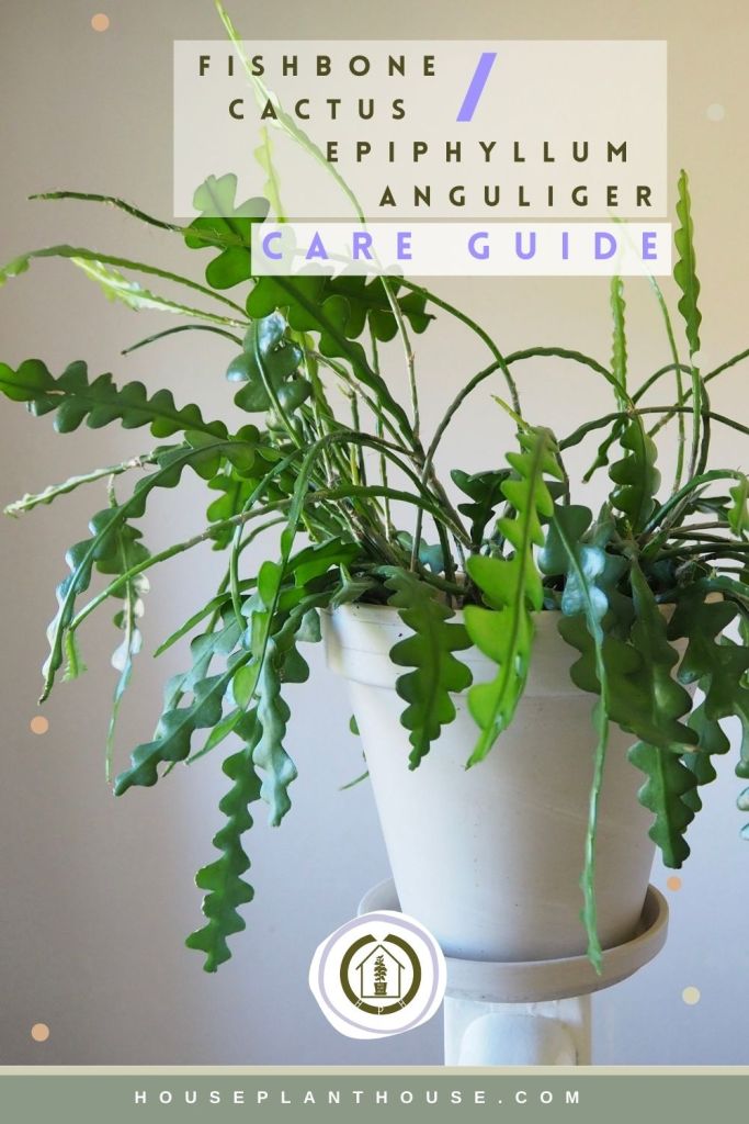 Fishbone cactus Care Guide – HOUSE PLANT HOUSE