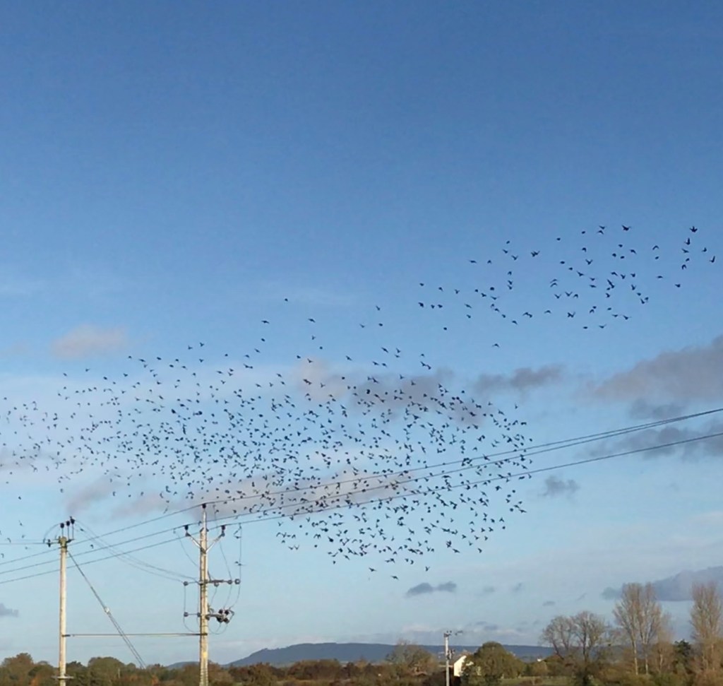 HPH photo diary / 06.&nbsp;murmurations