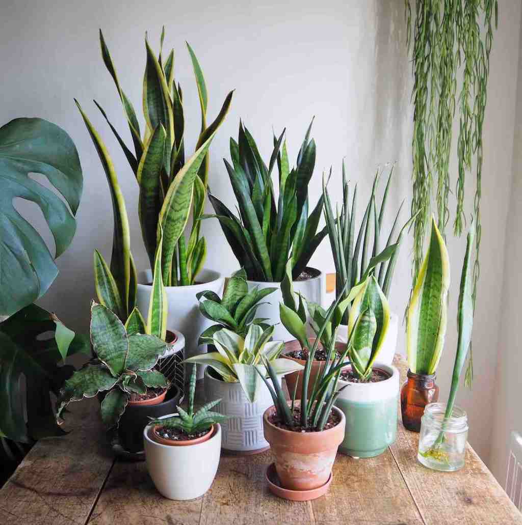 Snake Plant Care&nbsp;Guide