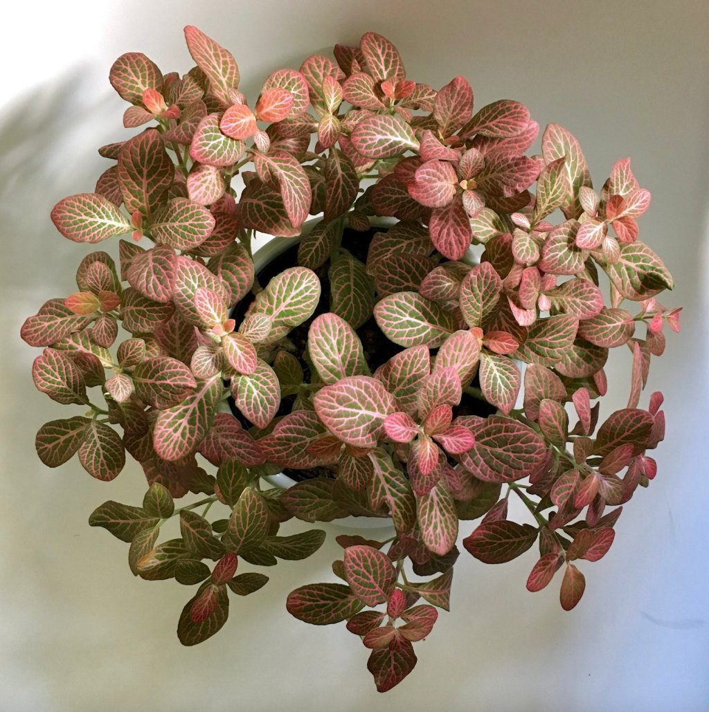 Fittonia: Nerve Plant Care&nbsp;Guide