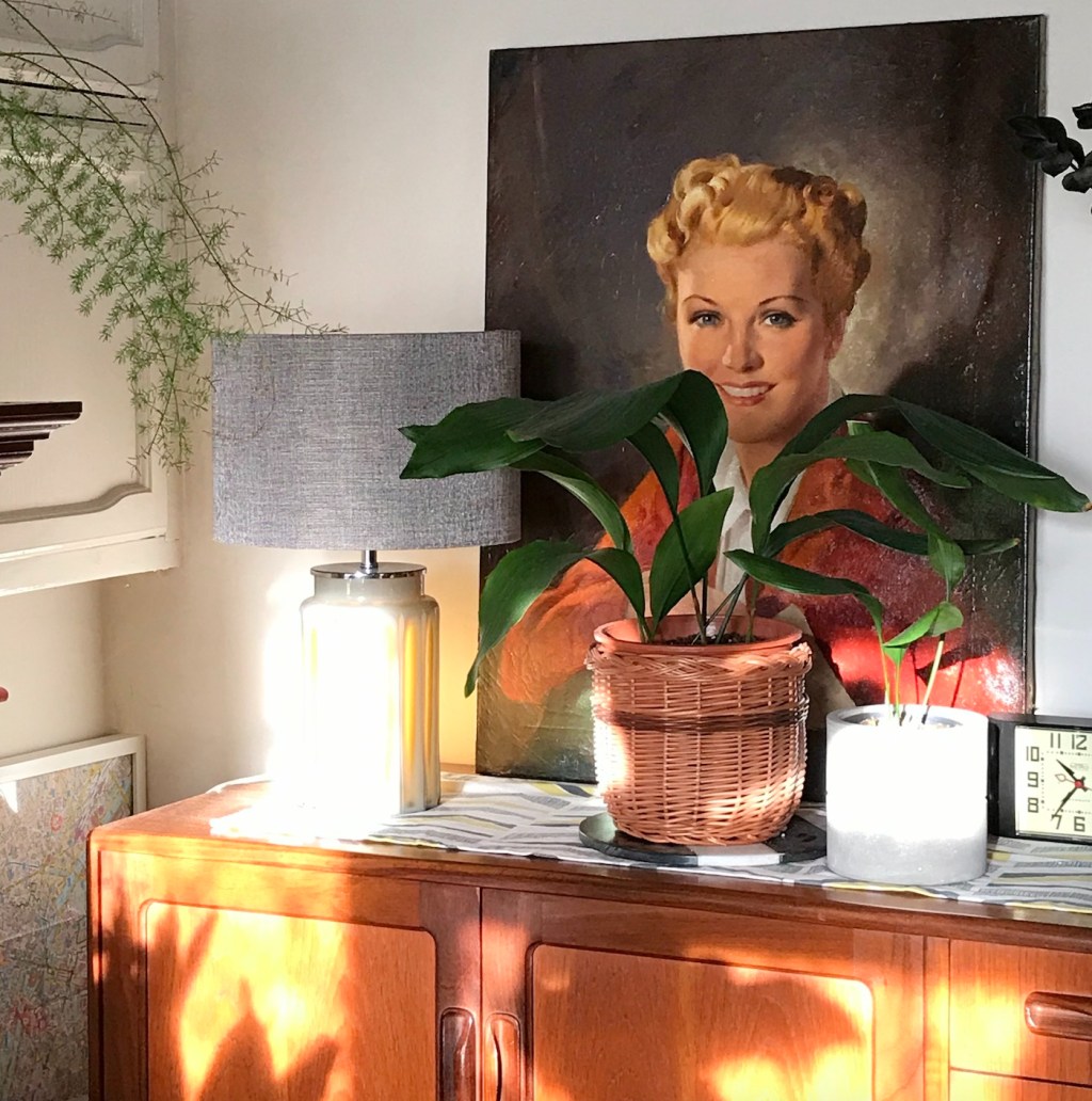 A HPH guide to… Low light tolerant&nbsp;houseplants