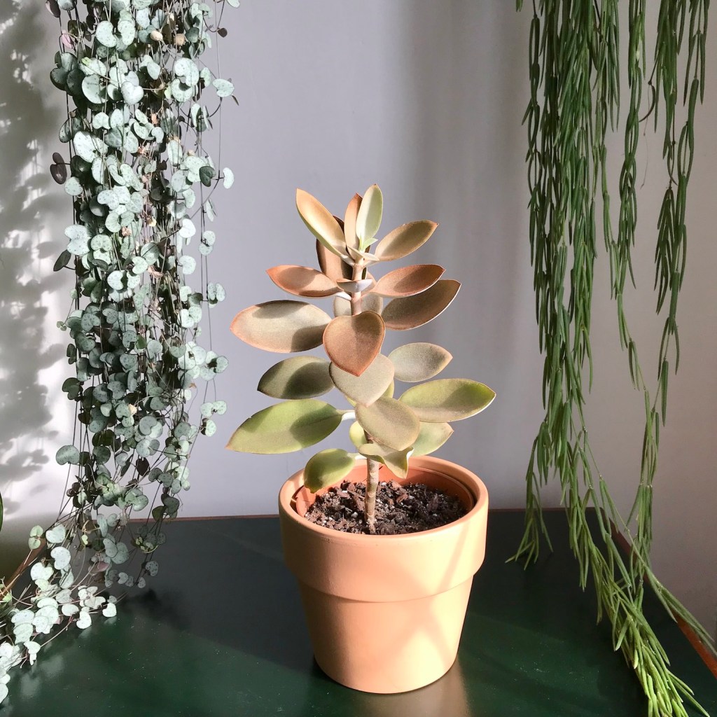 Kalanchoe orgyalis ‘copper spoons’ care&nbsp;guide