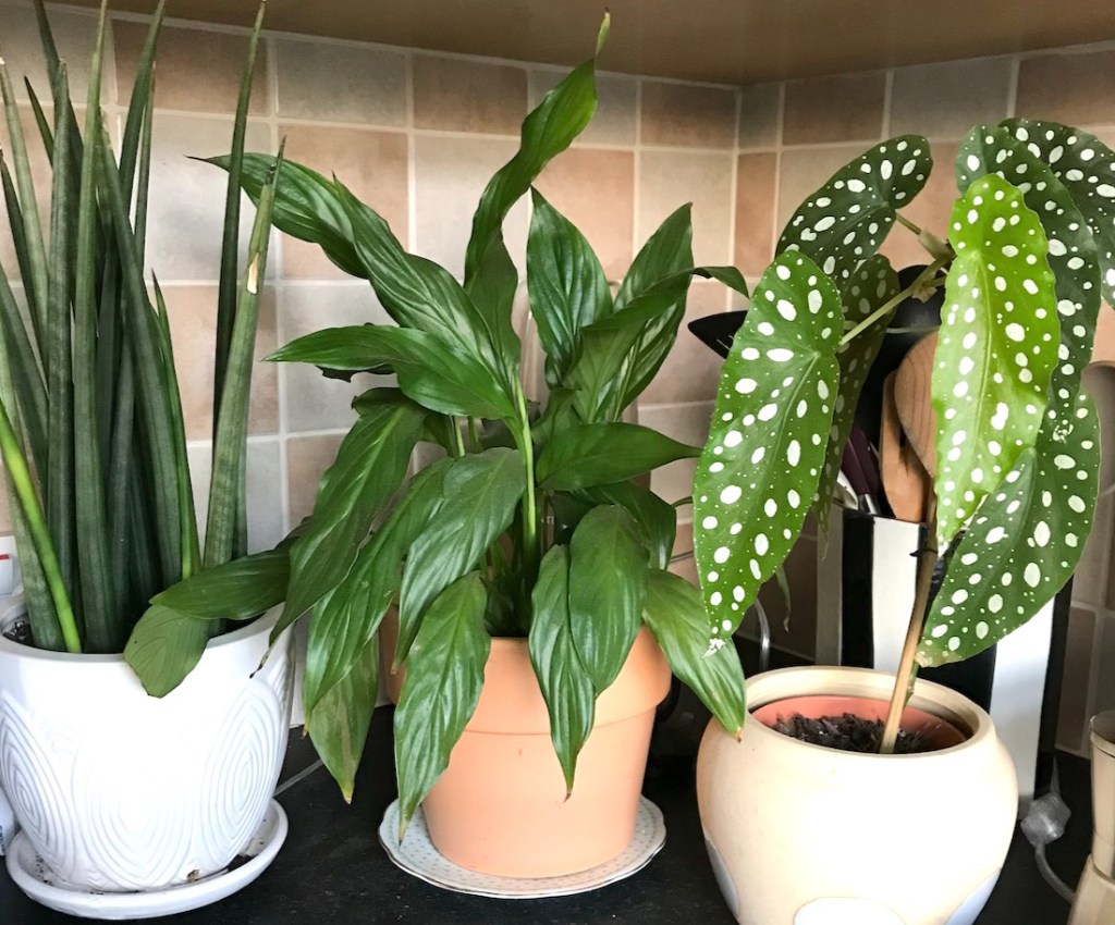 Picture Idea: A Hph Guide To Low Light Tolerant Houseplants