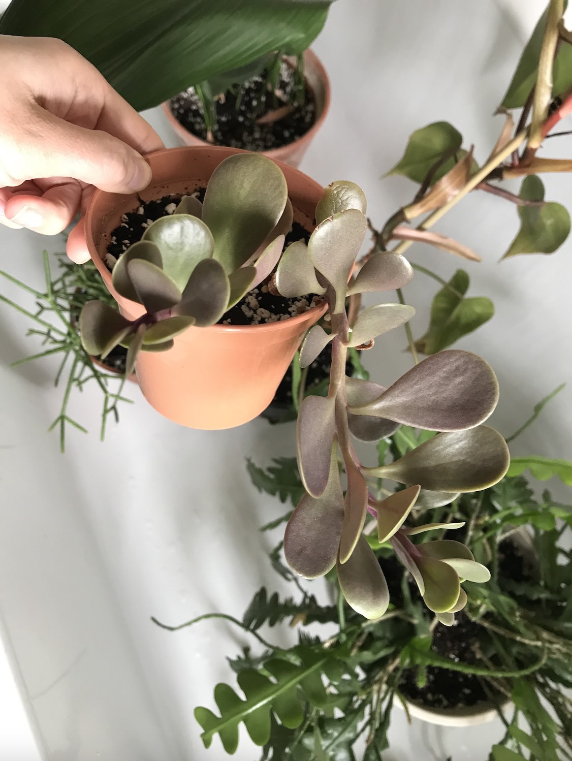 Senecio jacobsenii /Kleinia petraea: ‘Weeping Jade’