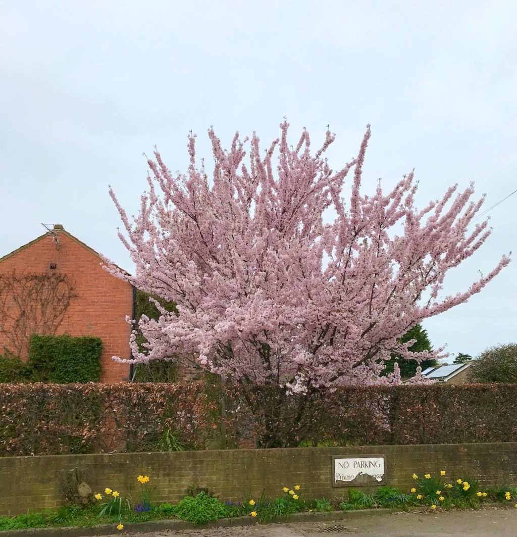 HPH photo diary / 12. Big skies +&nbsp;blossom