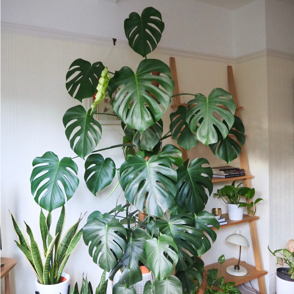 Getting your houseplants ready for&nbsp;Spring