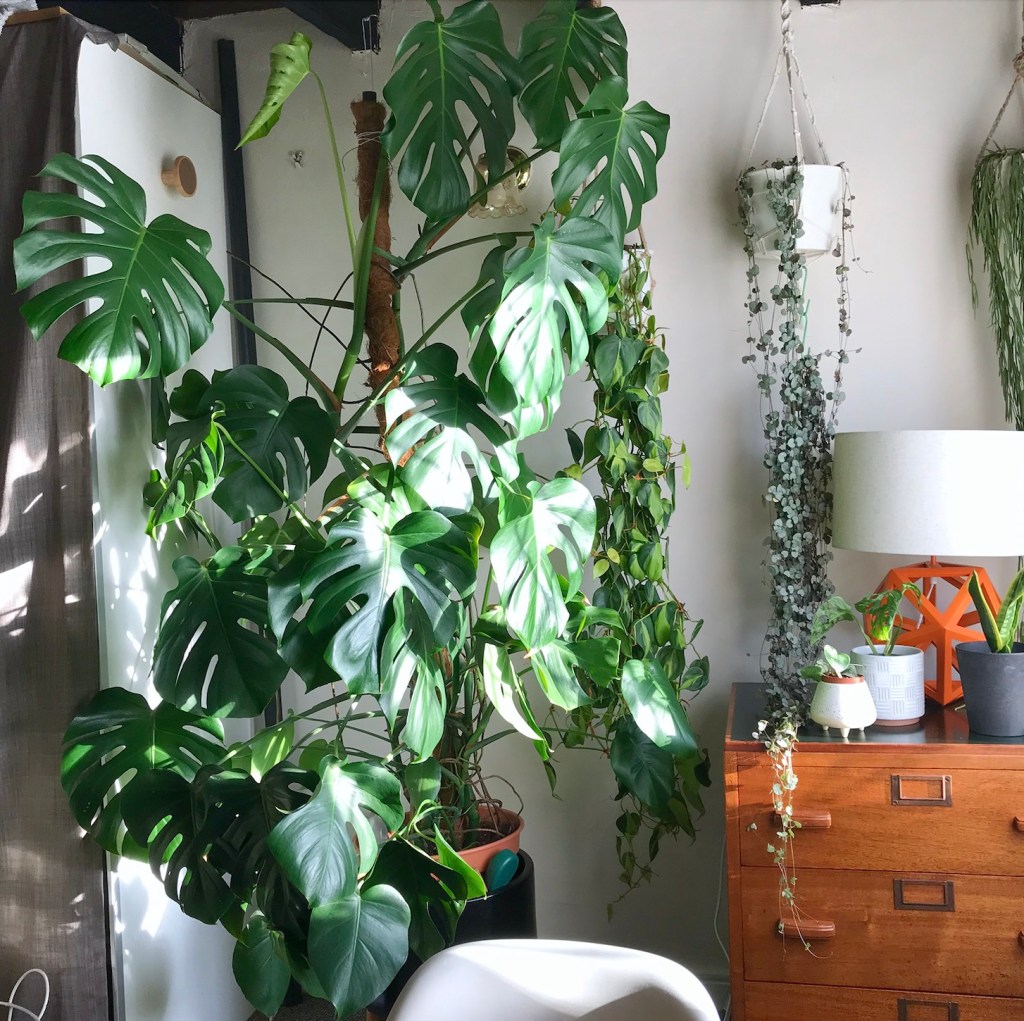 Plant progress: 5 years with my&nbsp;Monstera