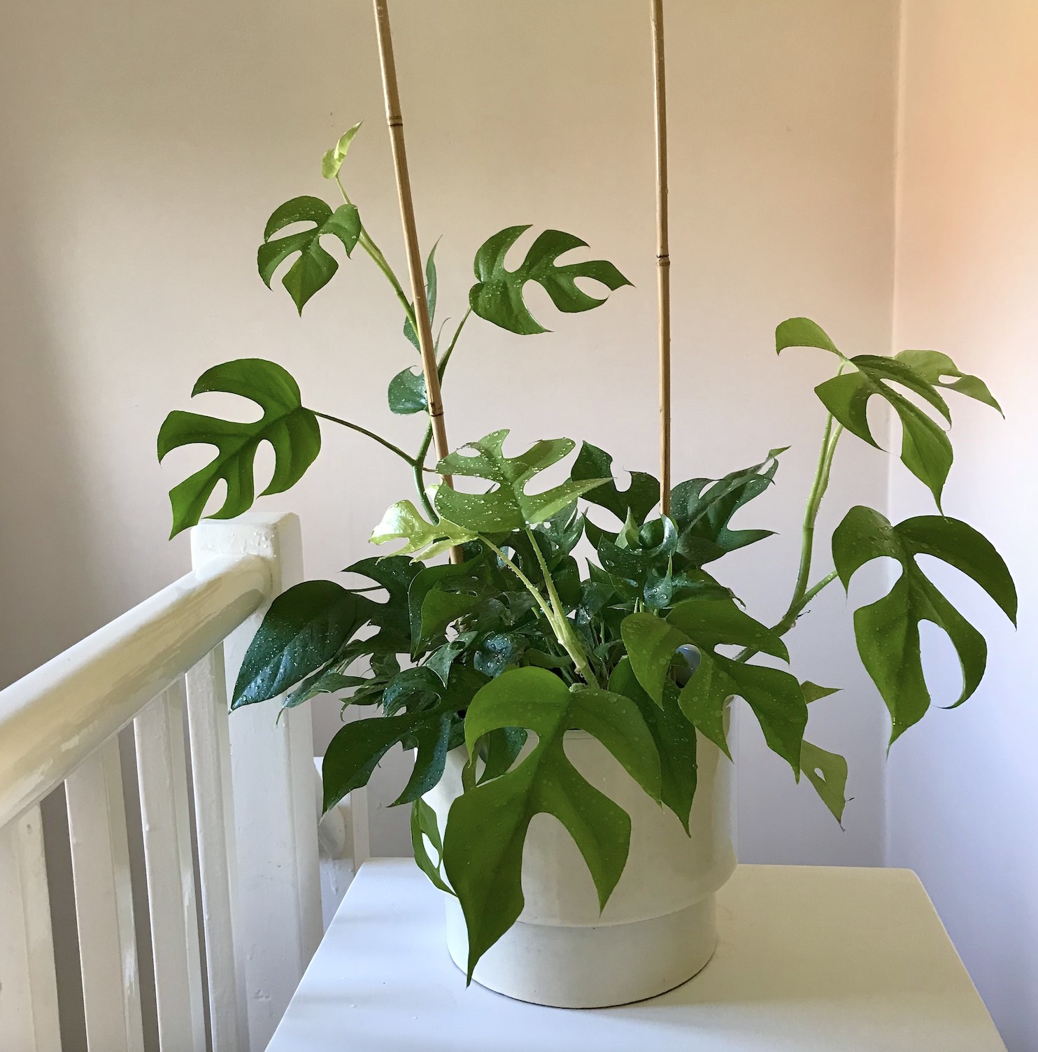 Rhaphidophora tetrasperma Care Guide – HOUSE PLANT HOUSE