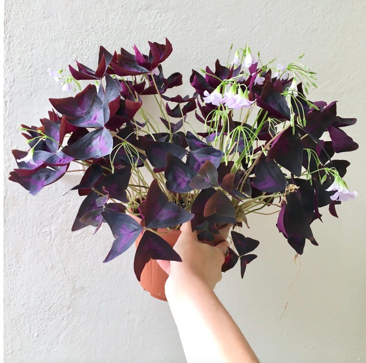 Oxalis triangularis Q + A – HOUSE PLANT HOUSE
