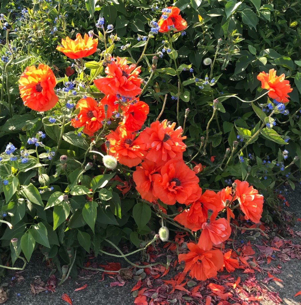 HPH photo diary / 13. tree shadows and new&nbsp;walks