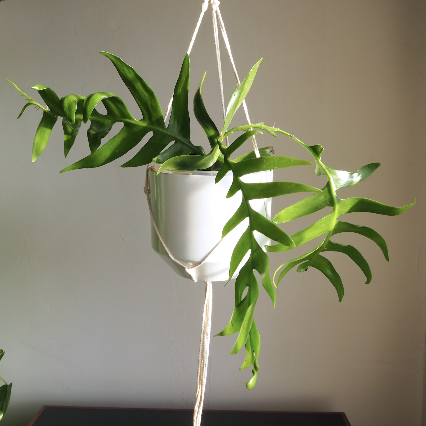 selenicereus chrysocardium: one of my top 10 favourite trailing houseplants that I love to grow here at HOUSE PLANT HOUSE.