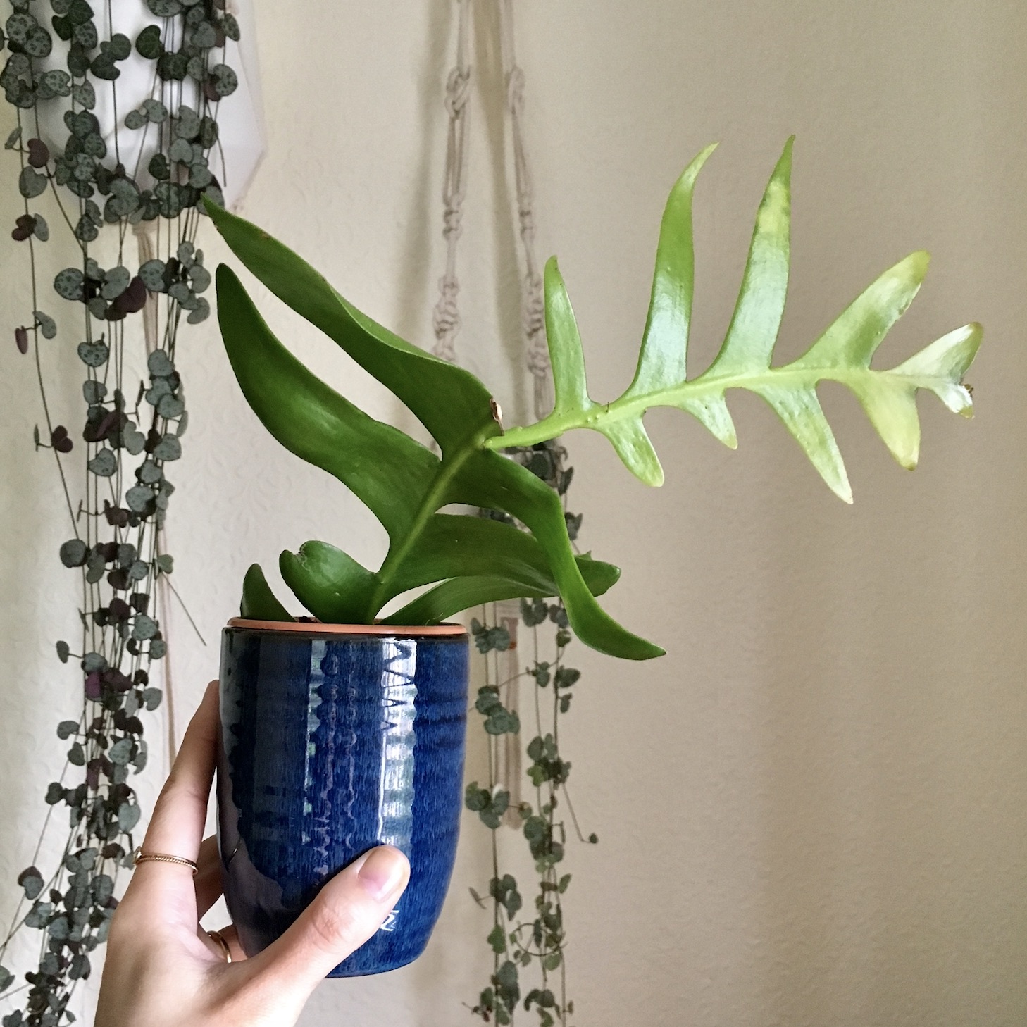 Selenicereus chrysocardium / Fern leaf cactus propagation