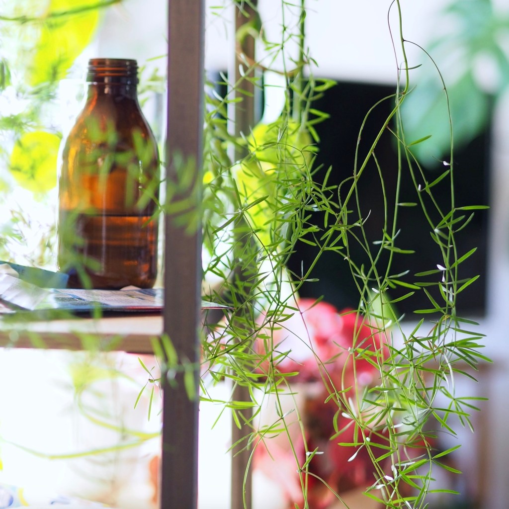 Asparagus Fern Care&nbsp;Guide