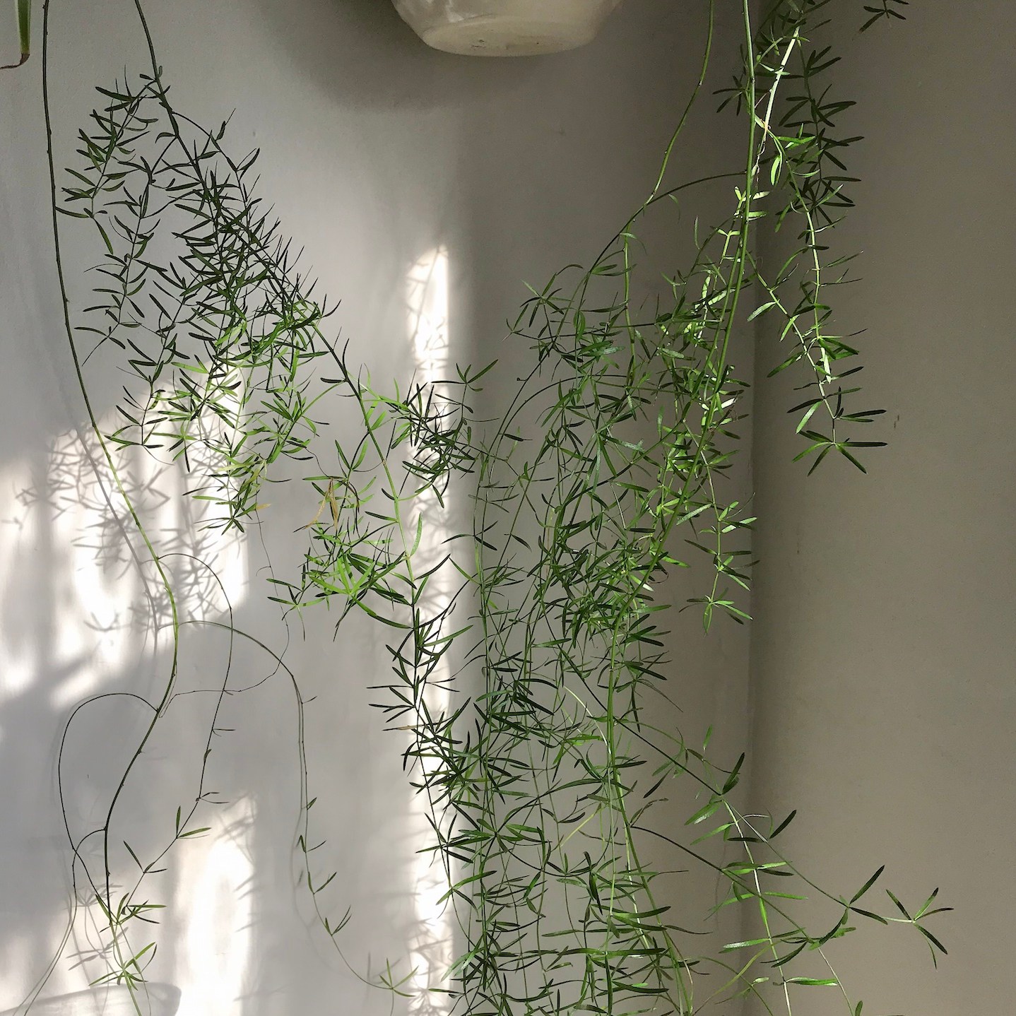 asparagus fern is one of my favourite trailing houseplants I love growing here at House Plant House