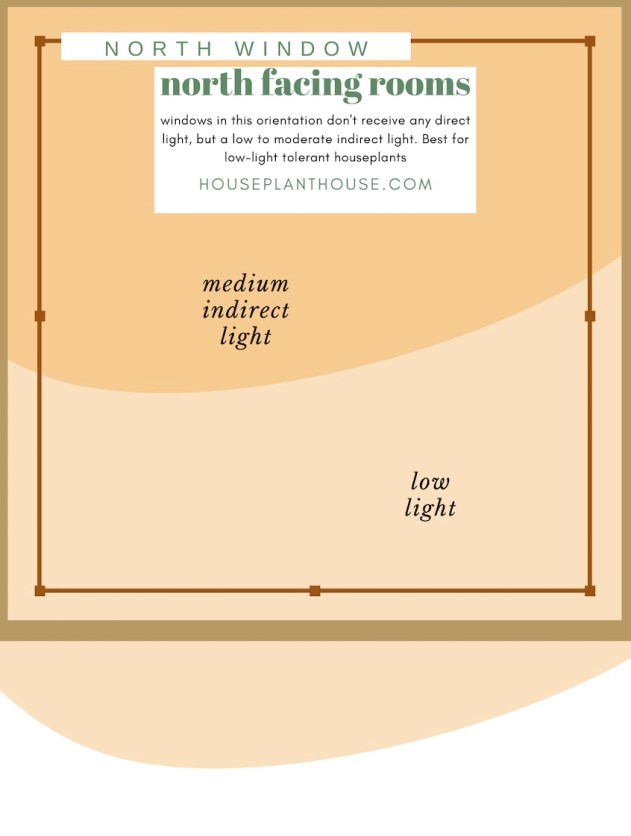 Let’s talk about light Part 2: Plants for… North facing rooms – HOUSE ...
