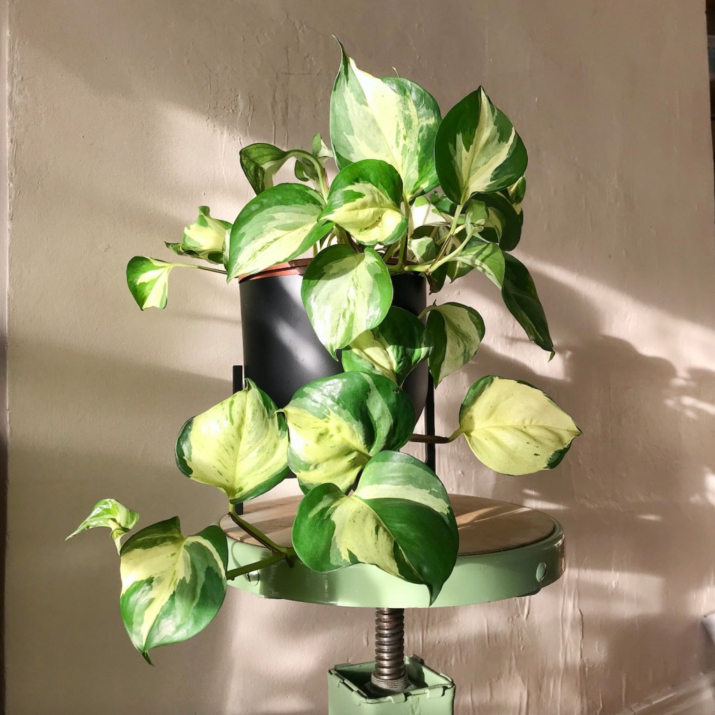 Manjula Pothos Care&nbsp;Guide