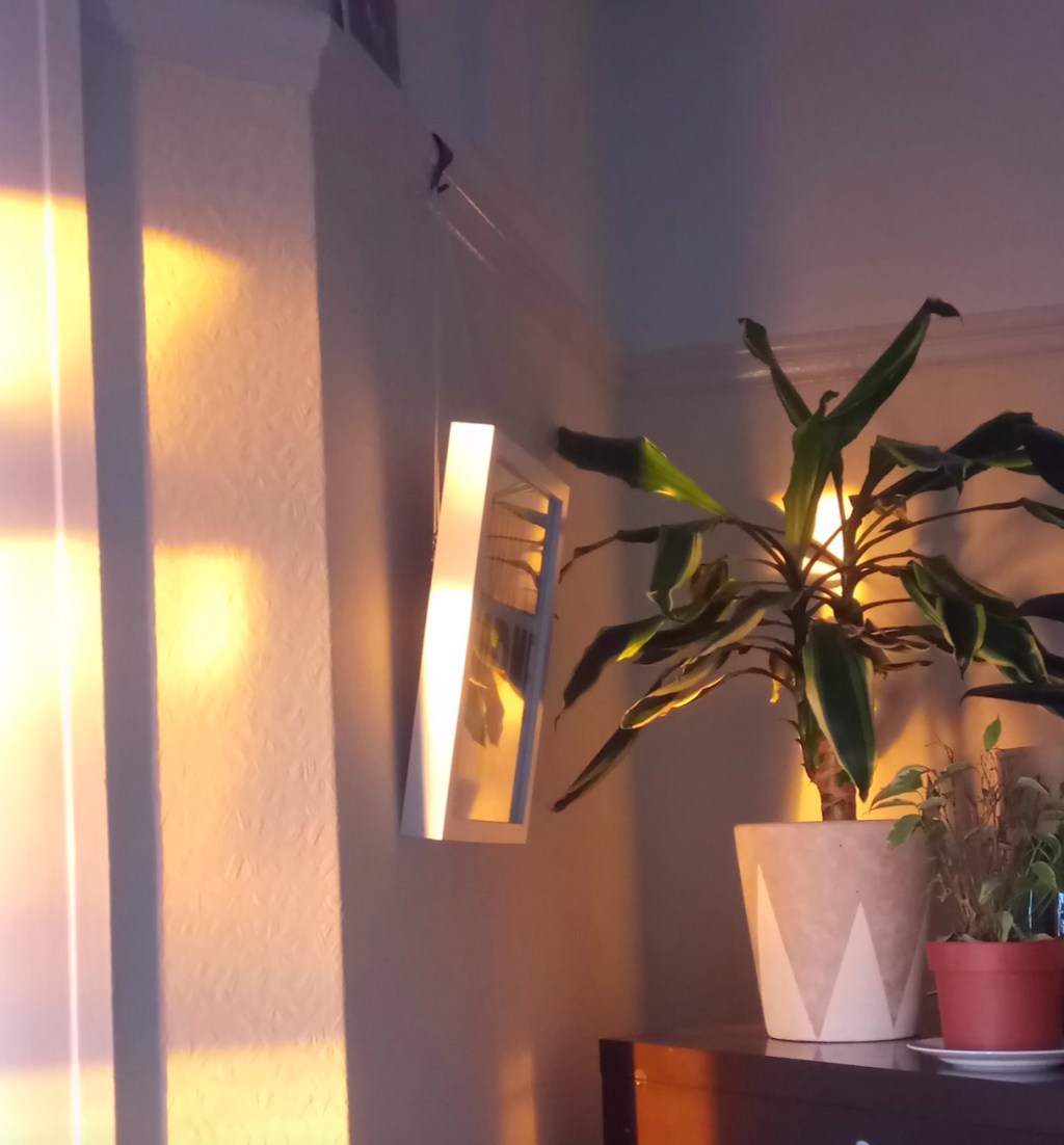 Let’s talk about light Part 2: Plants for… East facing&nbsp;rooms