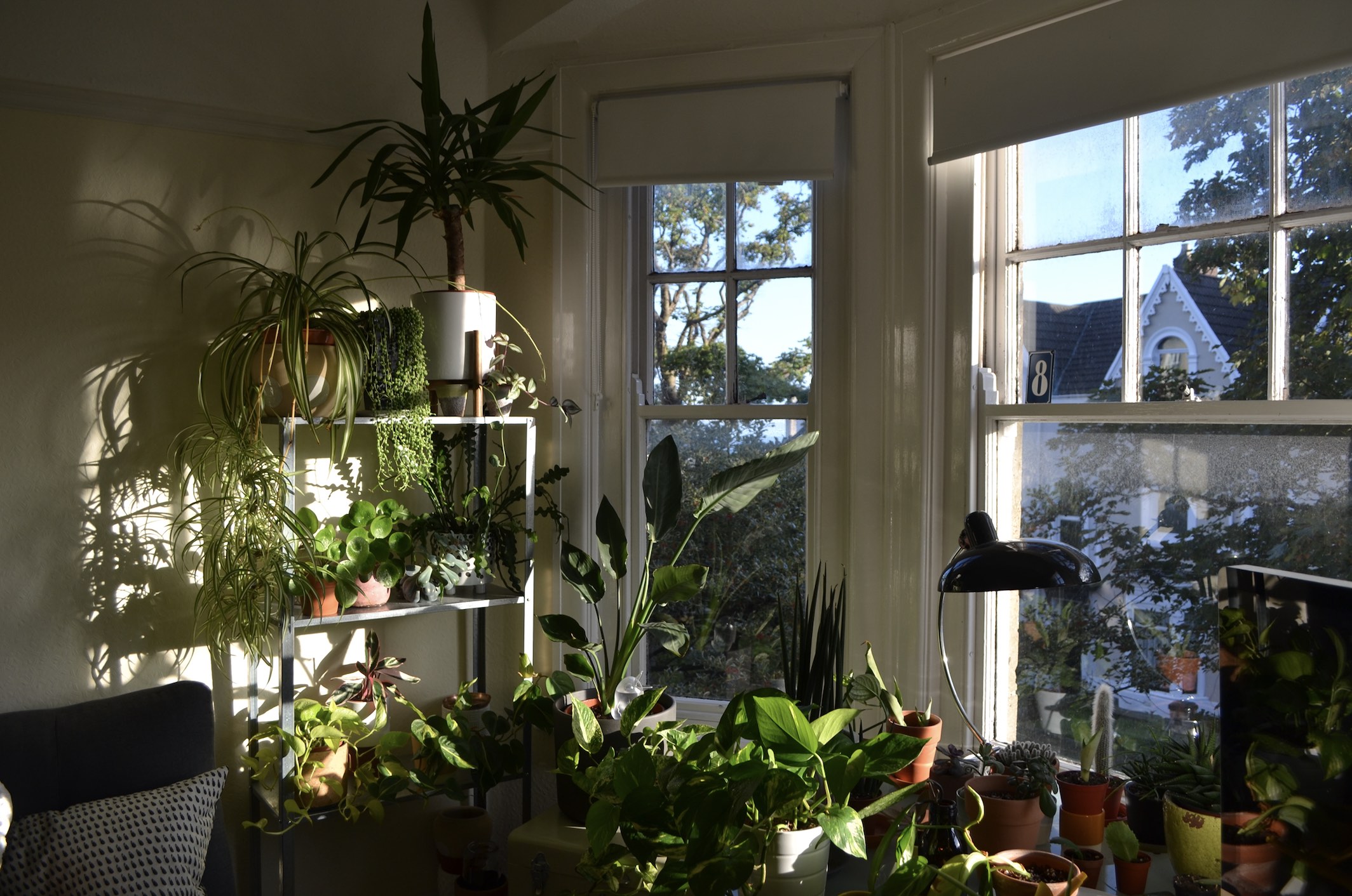 Strelitzia and co. in my previous apartment