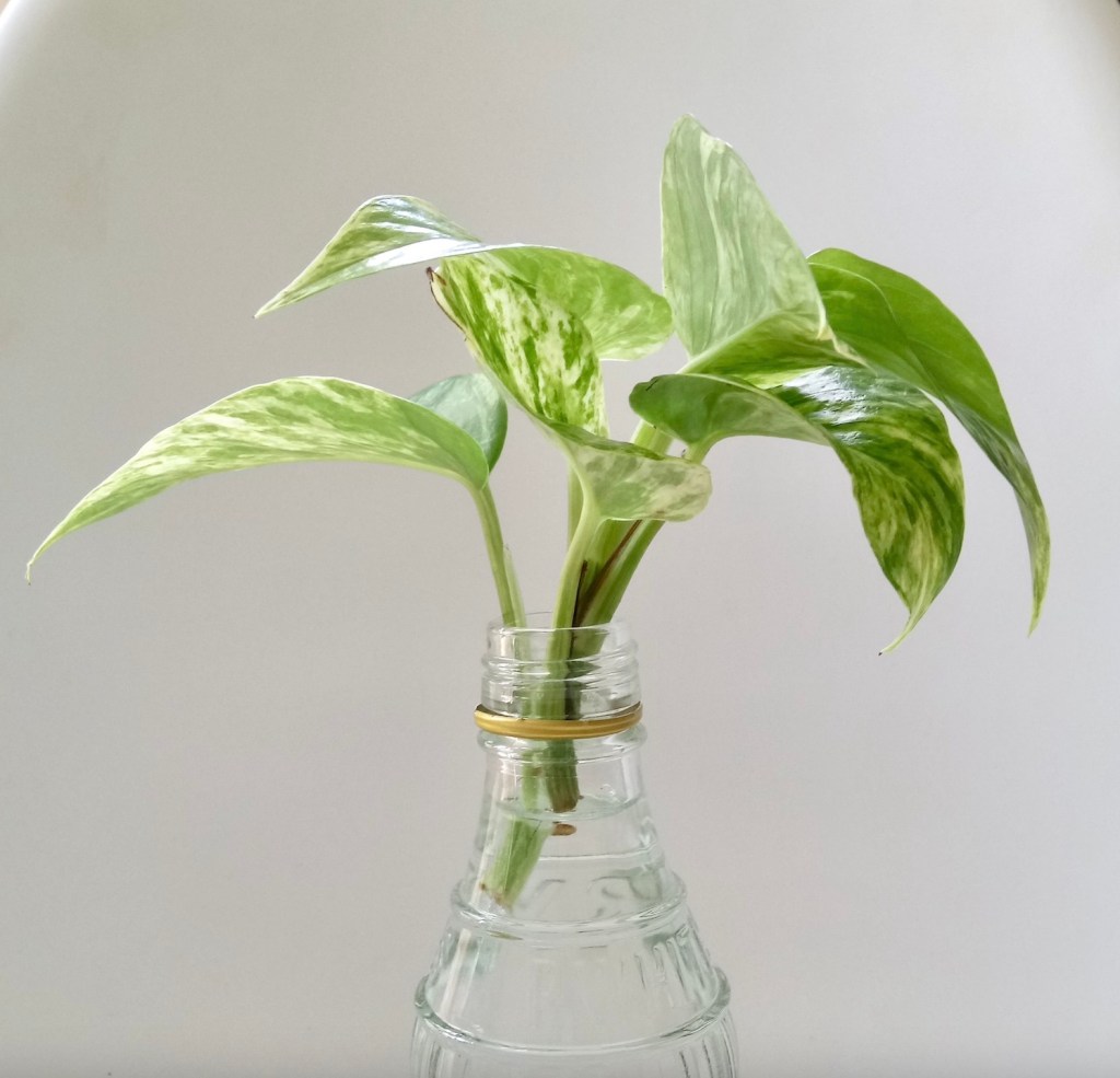 Marble Queen Pothos Propagation