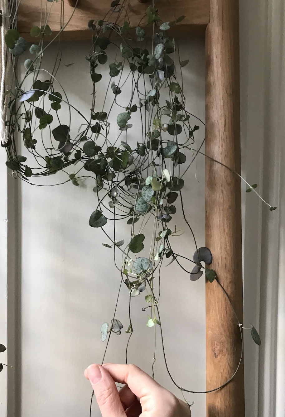 Ceropegia woodii String of Hearts Repotting...