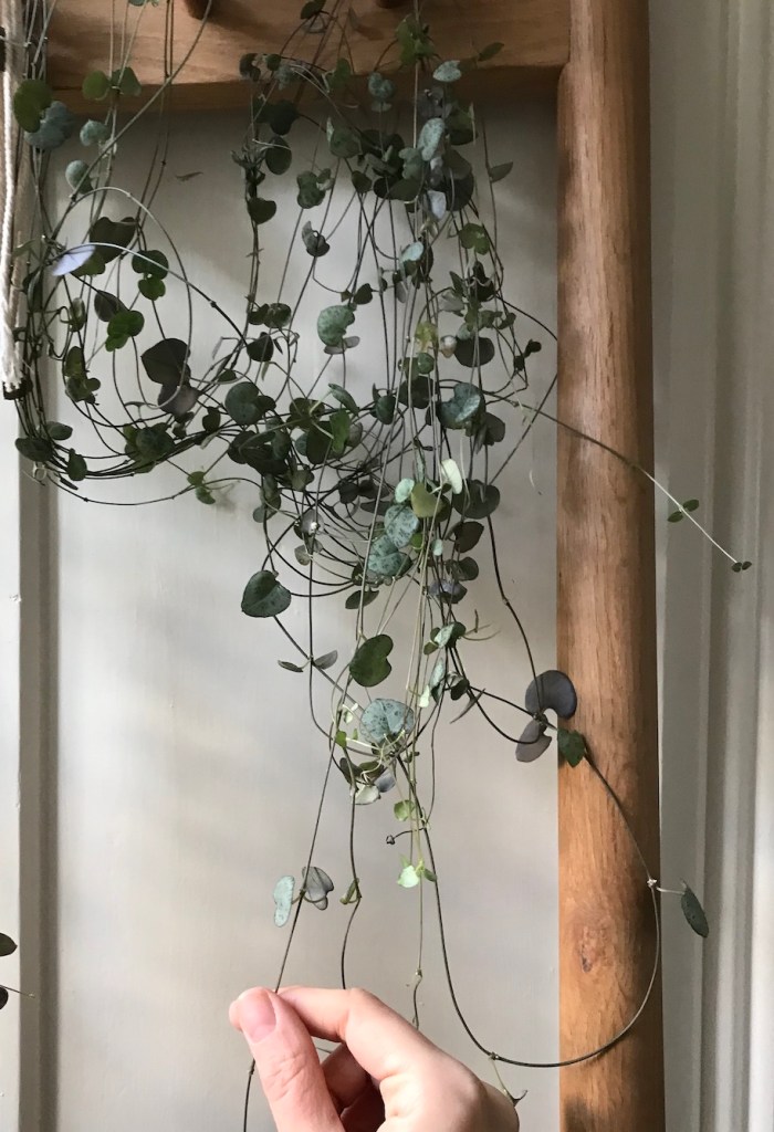 Ceropegia woodii String of Hearts Repotting...