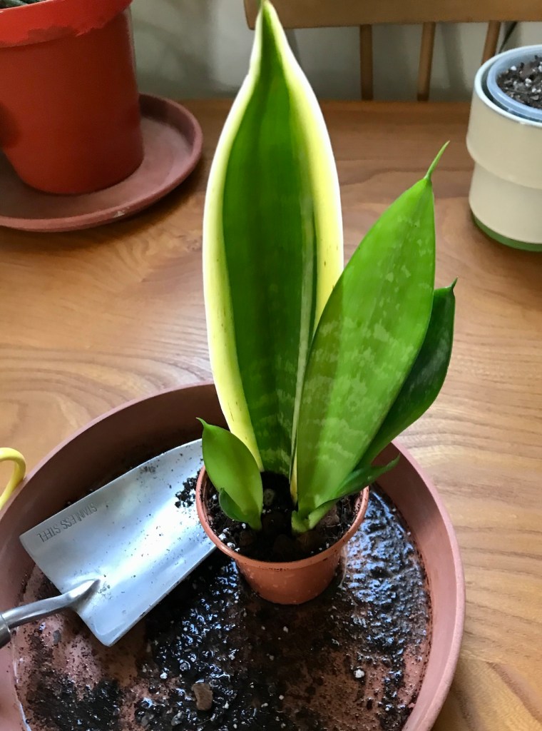 05c32-spring_equinox_repotting_diaries_house_plant_house_blogpost_9.jpg