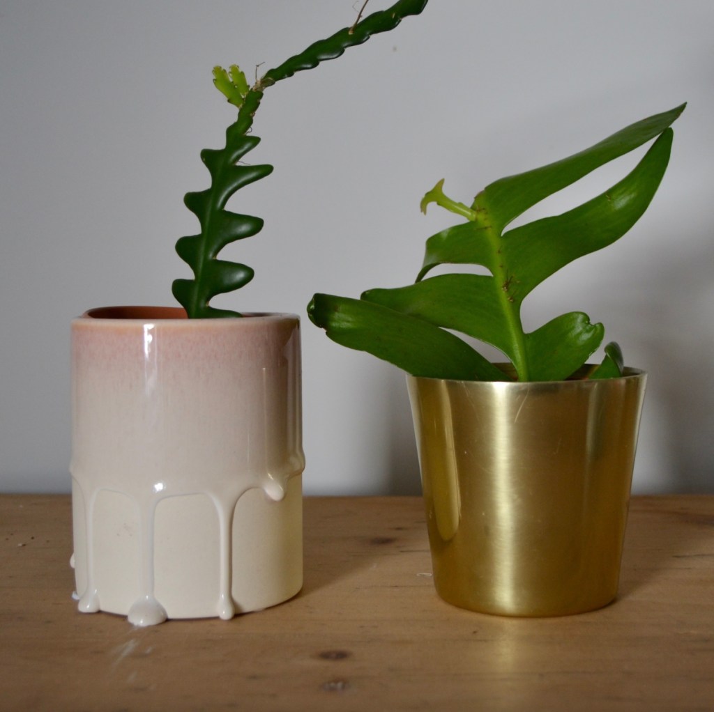 060b3-then-and-now-an-update-on-my-propagated-houseplants_house_plant_house_blogpost_19.jpg