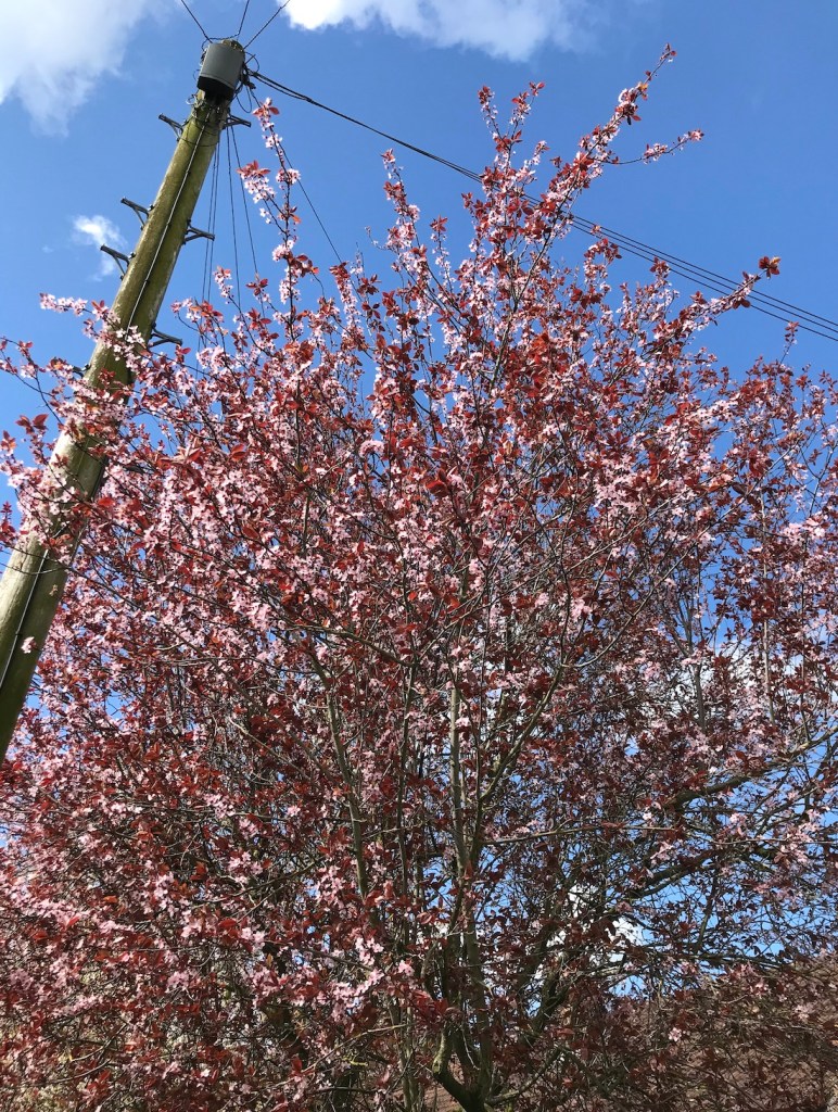 07ef5-hphhouseplanthousephotodiary20cherryblossomsakuraseason_1.jpg