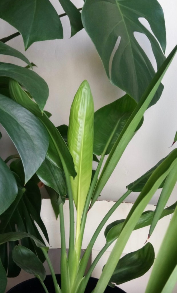 08b1d-strelitzia-bird-of-paradise-crane-flower-crane-plant-care-guide-blogpost-house-plant-house_4.jpg