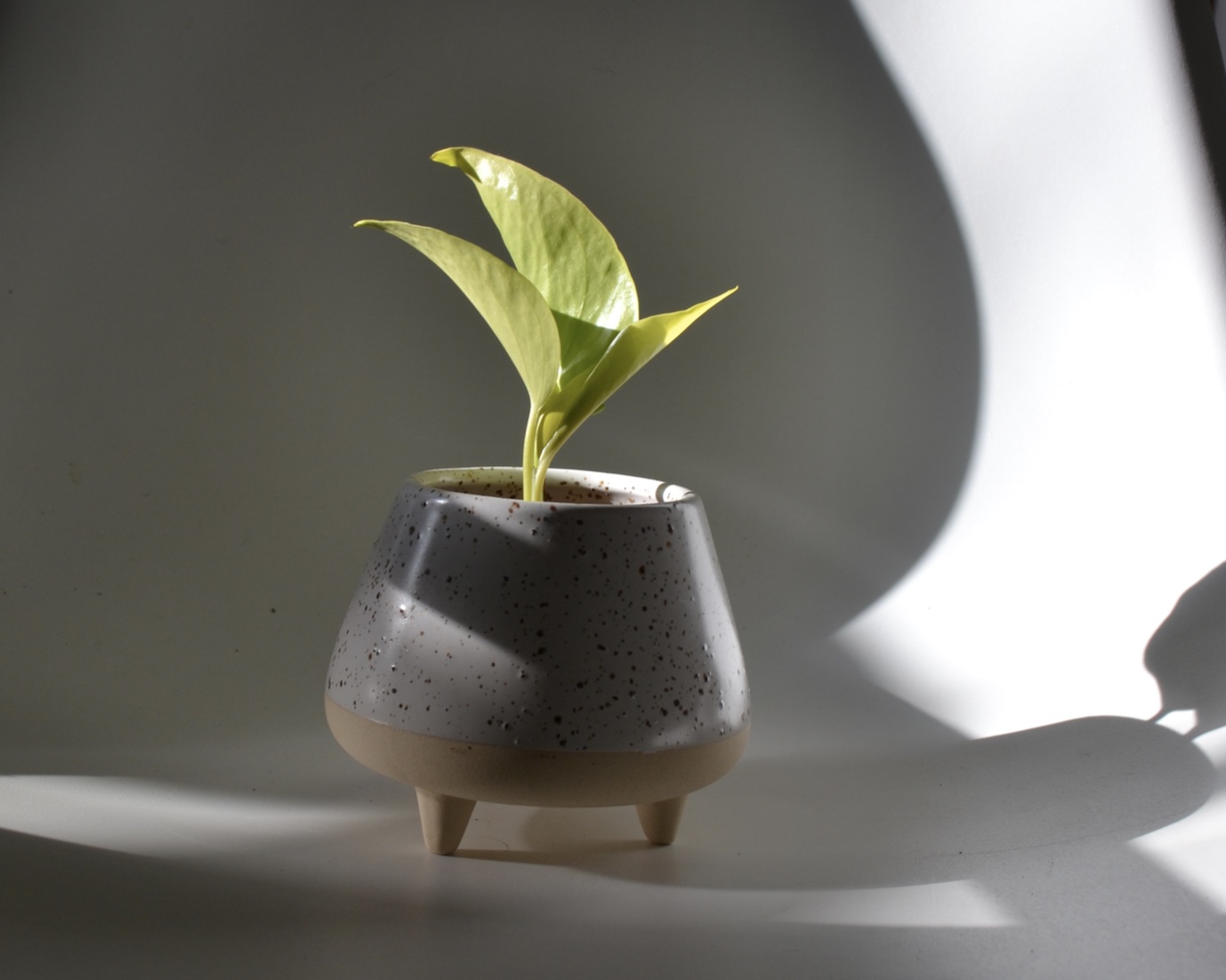 Neon Pothos propagation