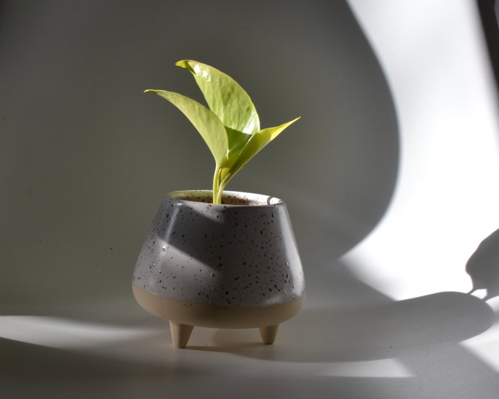 Neon Pothos propagation
