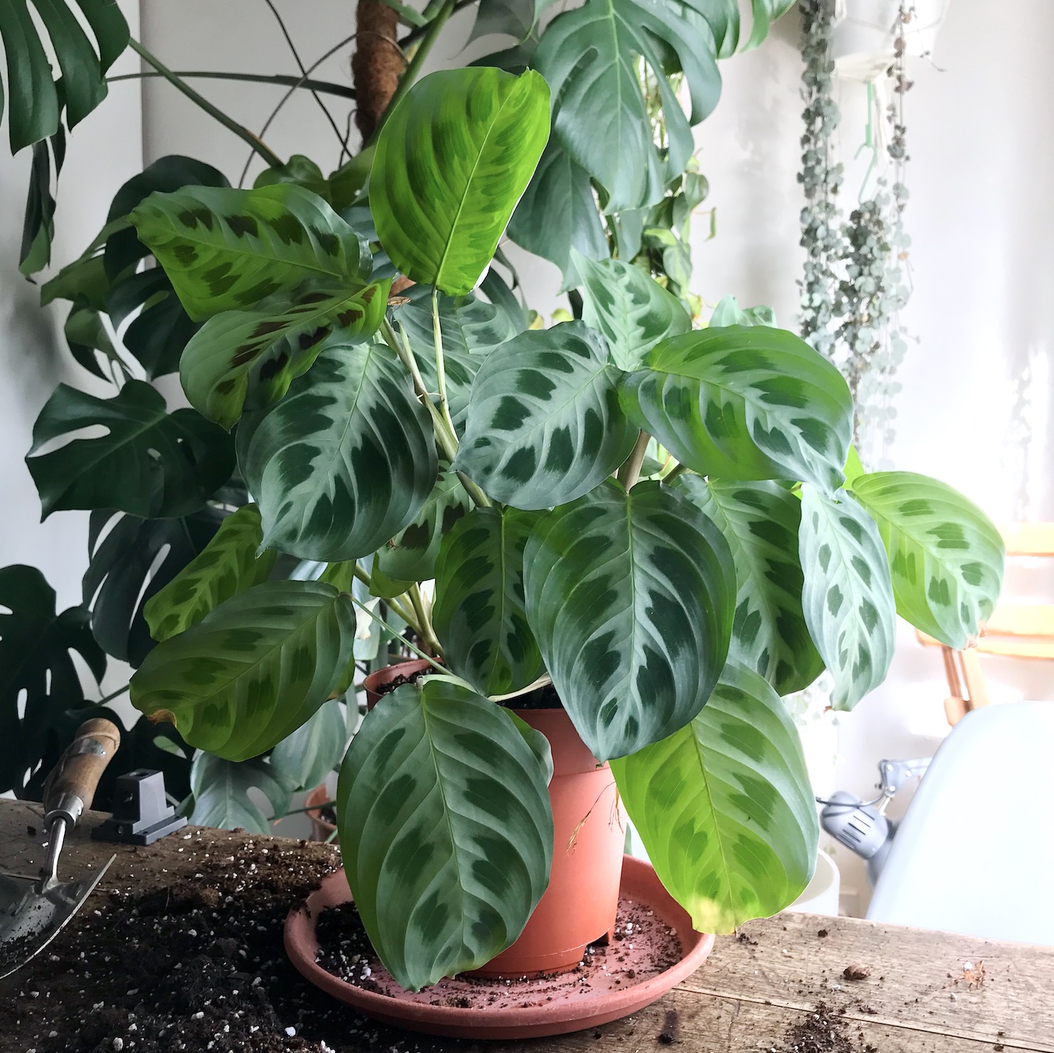 Maranta leuconeura / Rabbit tracks maranta after repotting