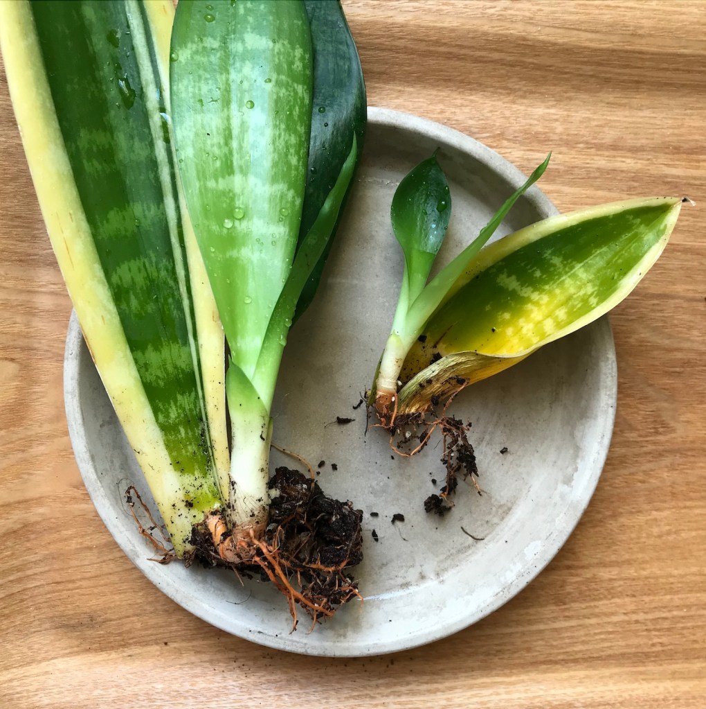 15ab0-spring_equinox_repotting_diaries_house_plant_house_blogpost_7.jpg