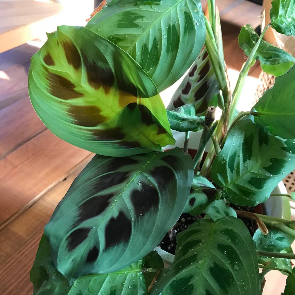 18fbe-maranta_leuconeura_care_guide_house_plant_house_blogpost_3.jpg