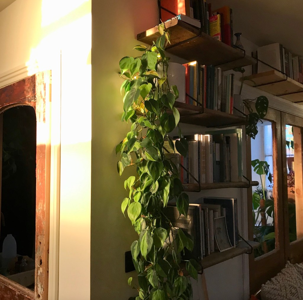 1937f-ten_of_my_favourite_trailing_houseplants_house_plant_house_blogpost_1-1.jpg