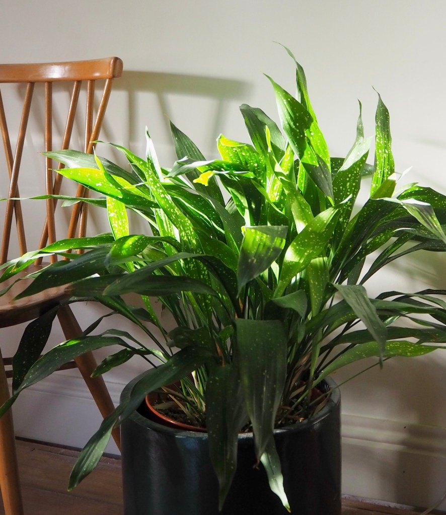 Repotting Diaries #14: Tradescantia, Aspidistra, Marble Queen, SoH, Begonia, Snake Plants and more...
