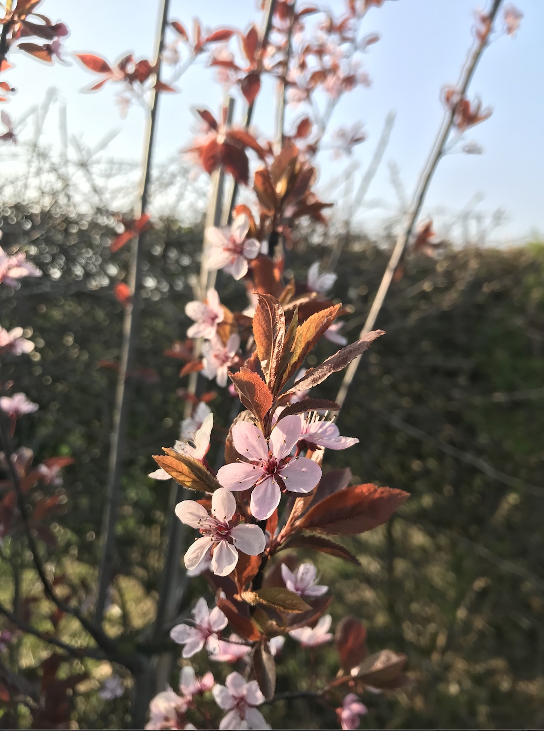 HPH photo diary / 20. Cherry Blossom Season