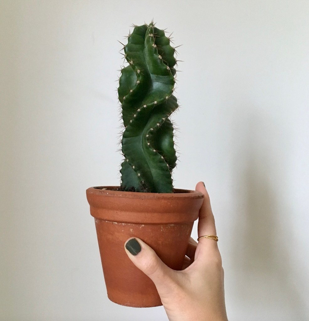 1f0e4-10-of-my-favourite-houseplants-to-give-as-gifts_house_plant_house_blogpost_4.jpg