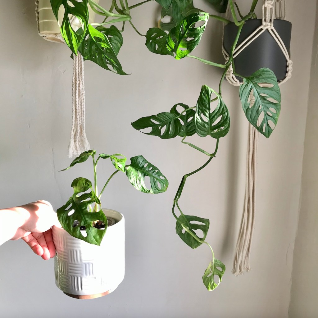 246ad-then-and-now-an-update-on-my-propagated-houseplants_15_monstera_adansonii.jpg