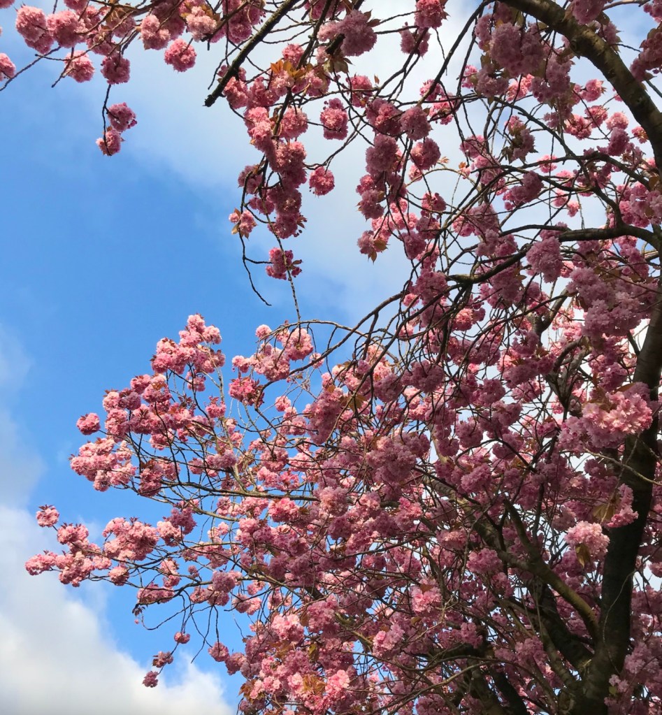 House Plant House Hanami / Cherry Blossom viewing walk