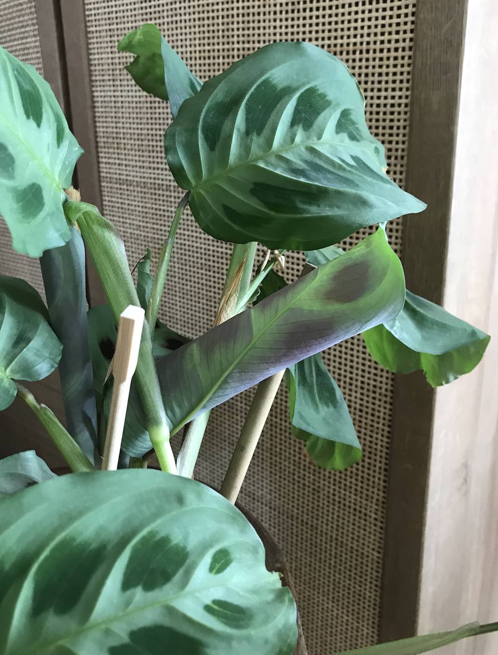 a new leaf unfurling - notice the purple undersides of the leaves