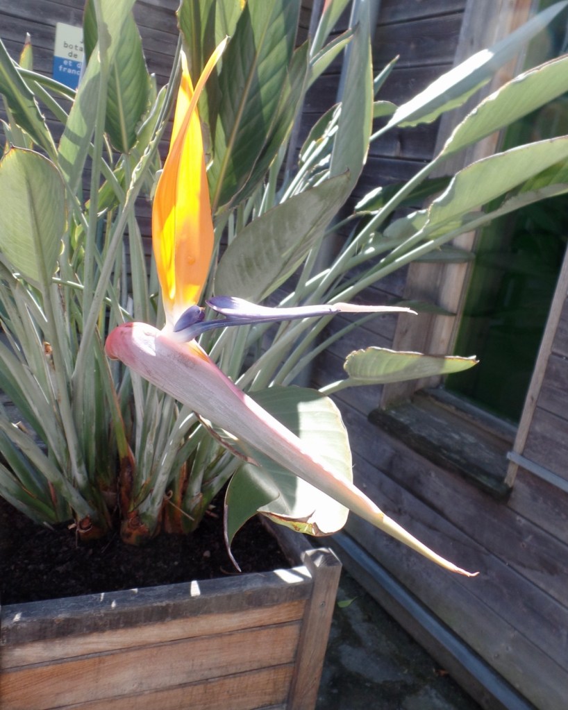 26ea8-strelitzia-bird-of-paradise-crane-flower-crane-plant-care-guide-blogpost-house-plant-house_17.jpg